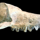 Illustration for article titled Top 10 Prehistoric Mammals That Were Way Cooler Than Dinosaurs